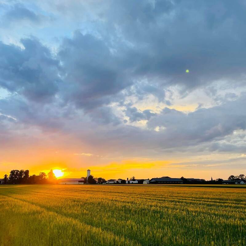 Ein weites grünes Feld erstreckt sich bis zum Horizont, wo ein leuchtender Sonnenuntergang hinter einer Reihe von Gebäuden und Bäumen zu sehen ist, während der Himmel teils wolkig ist.