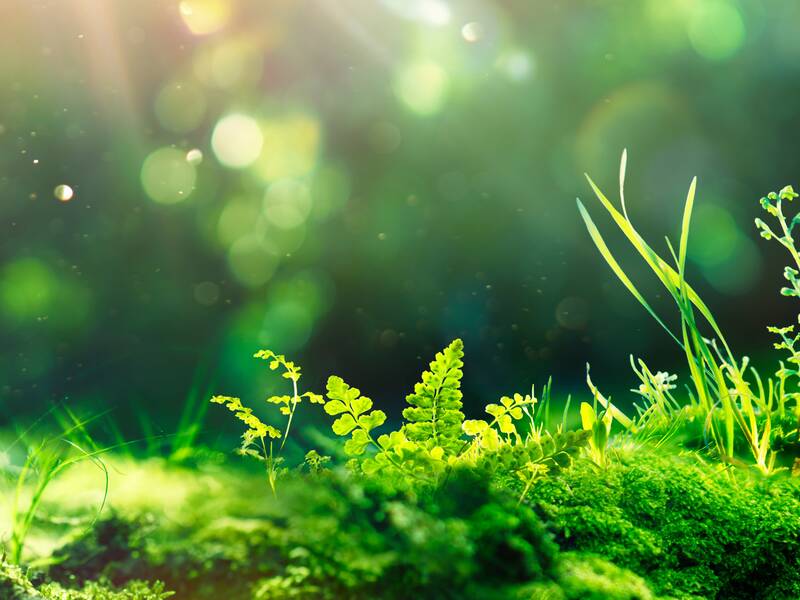 In einem üppigen, grünen Wald liegt eine transparente Weltkugel auf moosbedecktem Boden, umgeben von Sonnenstrahlen und kleinen Pflanzen.