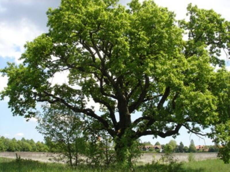sehr große, alte Eiche mit ausladender Krone am Hachinger Bach in Taufkirchen im Sommer mit grünen Blättern, Naturdenkmal