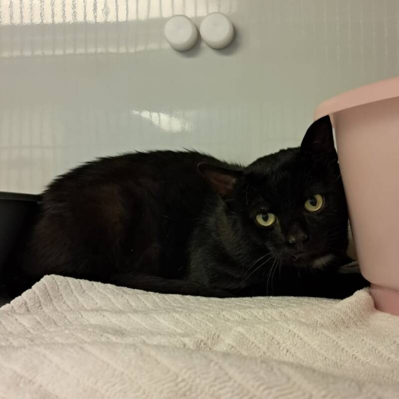 Fundkatze (Kater) Römerring Taufkirchen